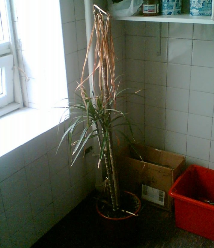 A dead tree, in our kitchen